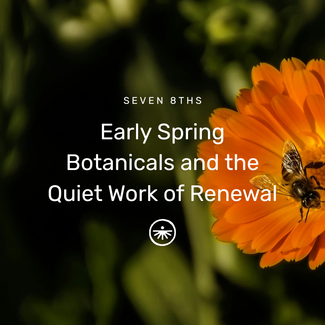 Early Spring Botanicals and the Quiet Work of Renewal